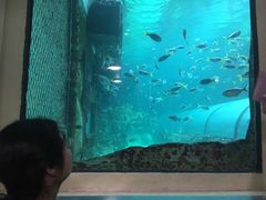 -悉尼海洋生物水族馆