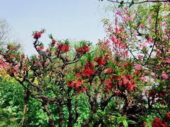 -南汇桃花村