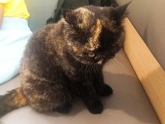 -喵园·猫主题咖啡厅·撸猫·猫咖(国贸店)