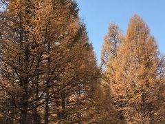 -塞罕坝国家级自然保护区