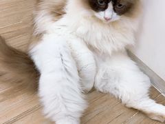 -李小姐の猫咖啡馆(五角场店)