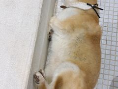 -柴务处·柴犬主题狗咖