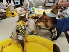-逗柴咖啡屋·狗咖猫咖宠物桌游