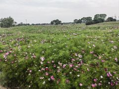 -西京湾花海