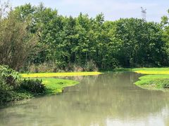-桤木河湿地公园
