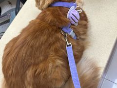 -艾贝尔宠物医院 ·内科全科(梁溪路店)