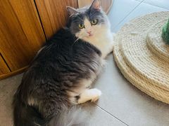 -飞行喵MR PILOT|猫舍·猫咖(静安大融城店)