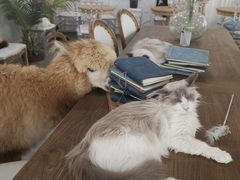 -共舞时光猫咖·狗咖(新街口店)