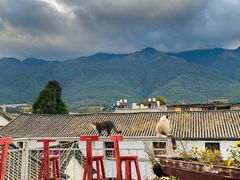 -喵屿·大理花园猫咖