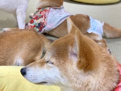 -逗柴咖啡屋·狗咖猫咖宠物桌游