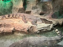 -绿色星球动物主题公园