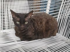 -喵屿·大理花园猫咖