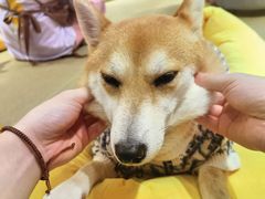 -逗柴咖啡屋·狗咖猫咖宠物桌游