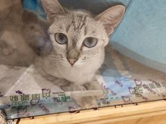 -藏猫猫咖啡主题馆(中央大道店)