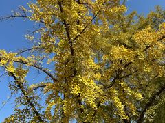 -三里屯东五街银杏大道