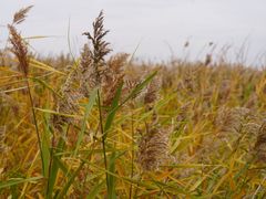 -盐城丹顶鹤湿地生态旅游区