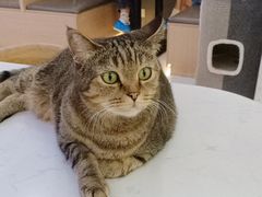 -喵园·猫主题咖啡厅·撸猫·猫咖(国贸店)