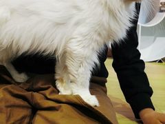 -艾贝尔宠物医院·24H转诊中心·肿瘤猫专科(江宁双龙店)
