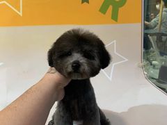 -悠尼宠物·独立低压伊珊娜洗护·美容·寄养(兰谷路店)