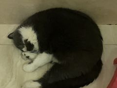 -瑞派宠物医院·犬猫全科·猫友好(宾水西道店)