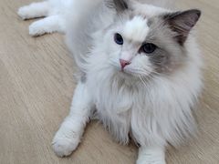 -1013 PET SHOP 宠物商店(近铁城市广场店)