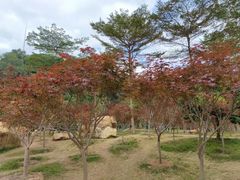 -广州市帽峰山景区