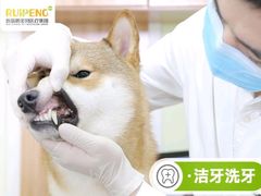 -瑞鹏宠物医院·微创内窥镜·骨外科·牙科(翠竹分院)