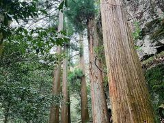 -天目山大树王景区
