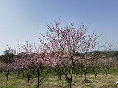 -南京市无想山景区