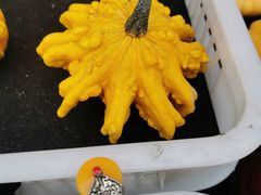 -中环花鸟鱼虫市场