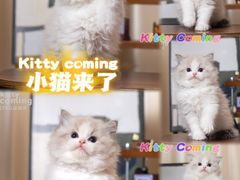 -小猫来了·猫舍(红山六九七九店)