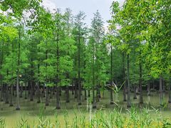 -泗洪洪泽湖湿地景区