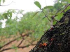 -南国桃园旅游度假区