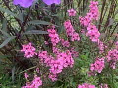 -桤木河湿地公园