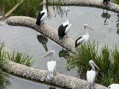 -新加坡飞禽公园