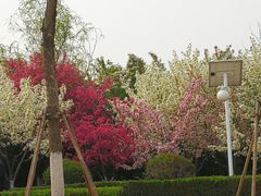 -济南国际园博园