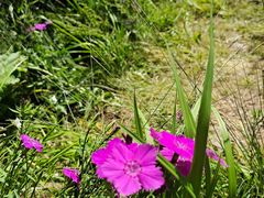 -白草畔自然风景区