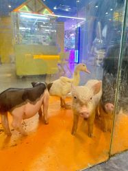-神奇动物撸宠馆·羊驼·小浣熊·异宠(豫园店)