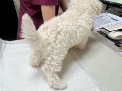 -瑞鹏宠物医院·爱宠堂·骨外专科(西荷分院)