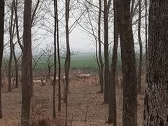 -黄海国家森林公园