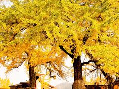-千年银杏谷文化旅游区