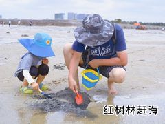 -红树林天天赶海