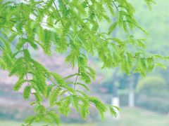 -铁山坪森林公园