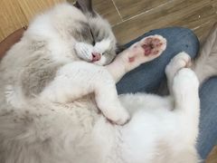 -李小姐の猫咖啡馆(五角场店)