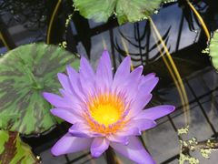 -国家植物园南园