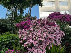 -广州白天鹅宾馆