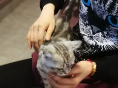 -三花喵·撸猫购宠·宠物生活馆(虹桥南丰城店)