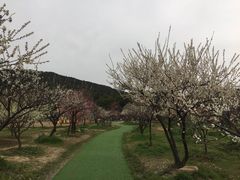 -香雪海