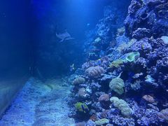 -江和美海洋公园