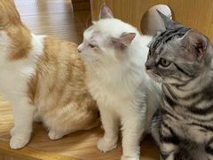 -猫和宫(六道口店)